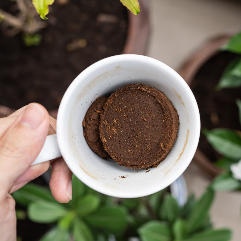 Do Coffee Grounds Keep Bugs Away? How to Use as Repellent — Parachute